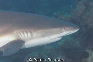 Shark. by Patrick Reardon 